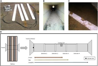 Improving trajectories of amphibians in wildlife passages